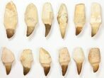 Lot - to Fossil Mosasaur Teeth (Composite Roots) - + Pieces #134101-1